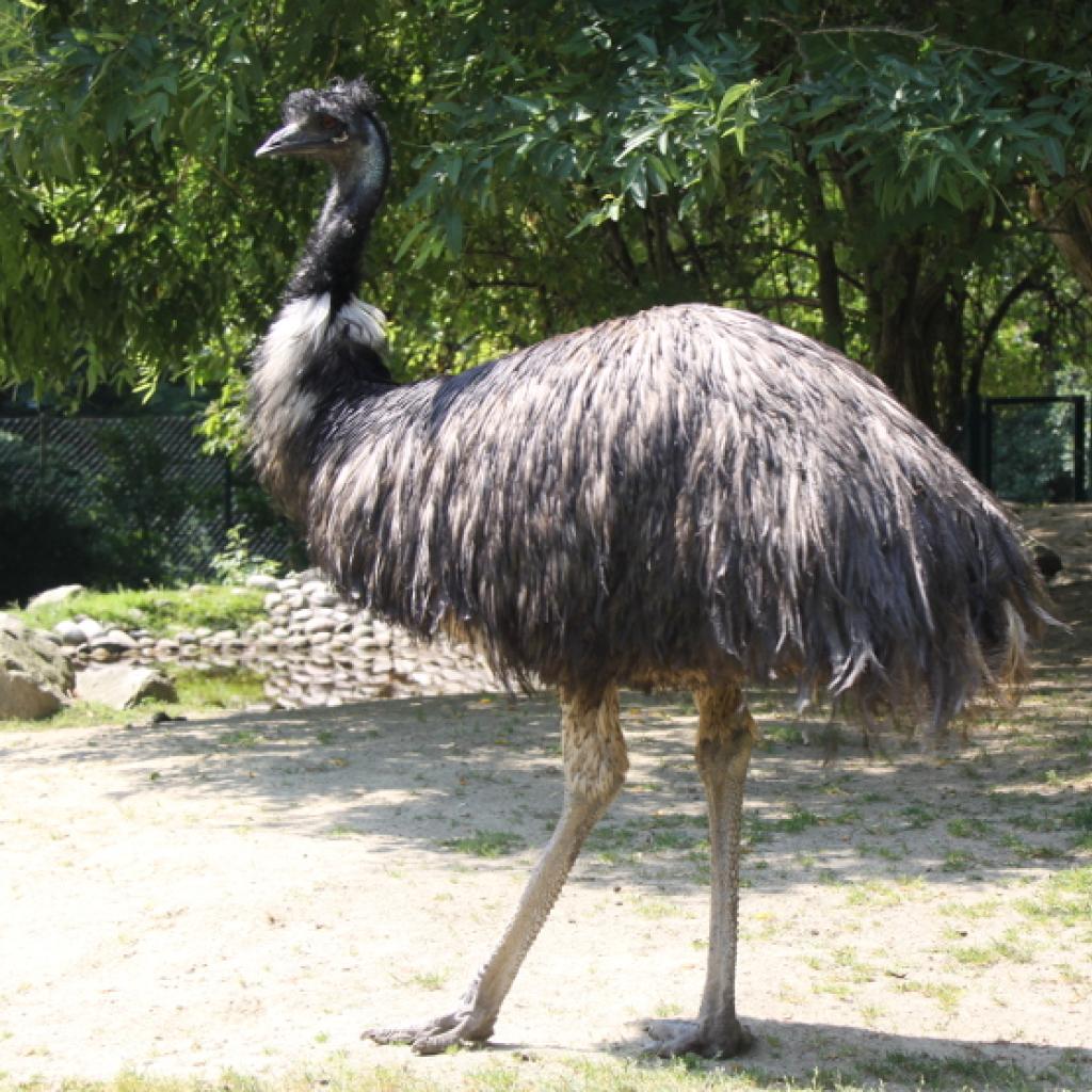 emu.jpg