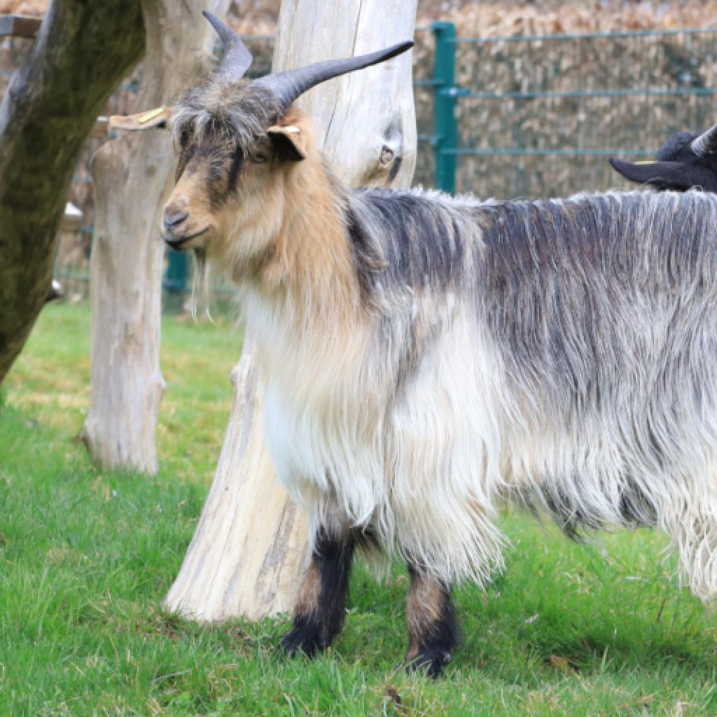 Langhaarziegen