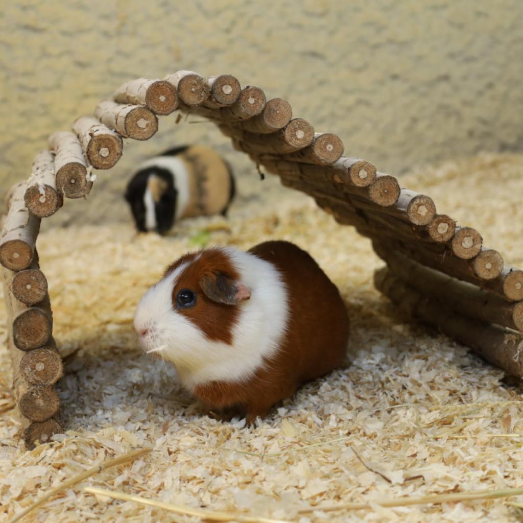 Meerschweinchen